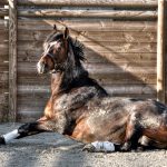 horse-2097136_1920