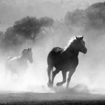 horse-430441_1920